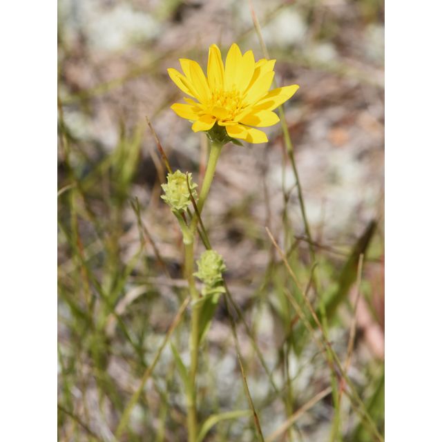 Pyrrocoma lanceolata