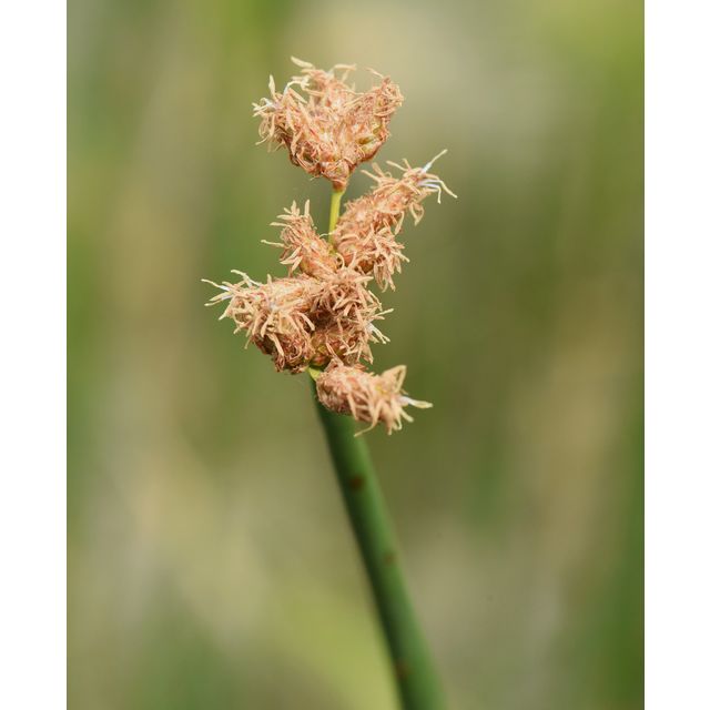 Schoenoplectus acutus