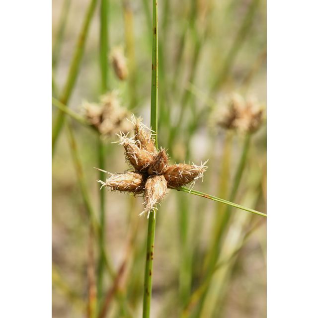 Schoenoplectus maritimus