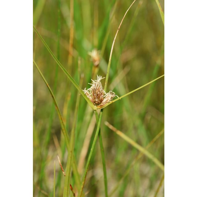 Schoenoplectus maritimus