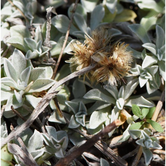 Antennaria microphylla