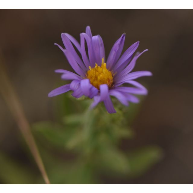 Symphyotrichum laeve