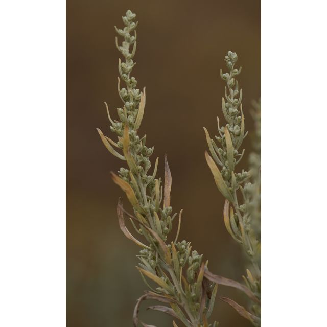 Artemisia cana