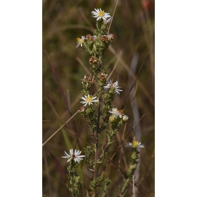 Symphyotrichum ericoides