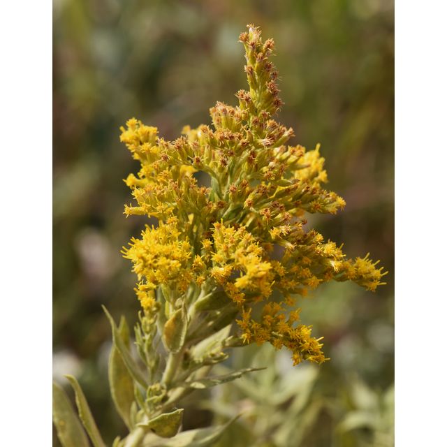 Solidago canadensis