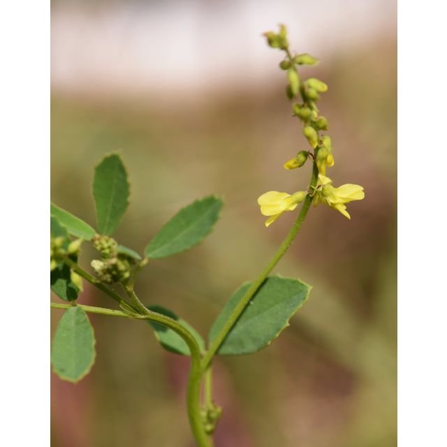 Melilotus officinalis