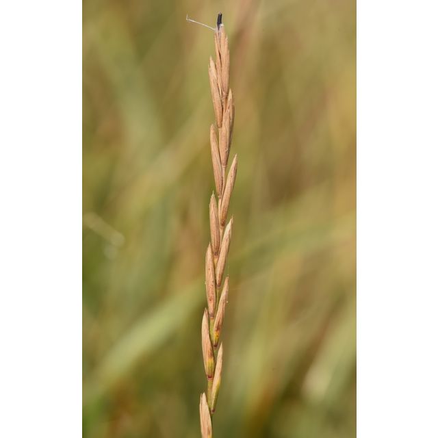 Elymus repens