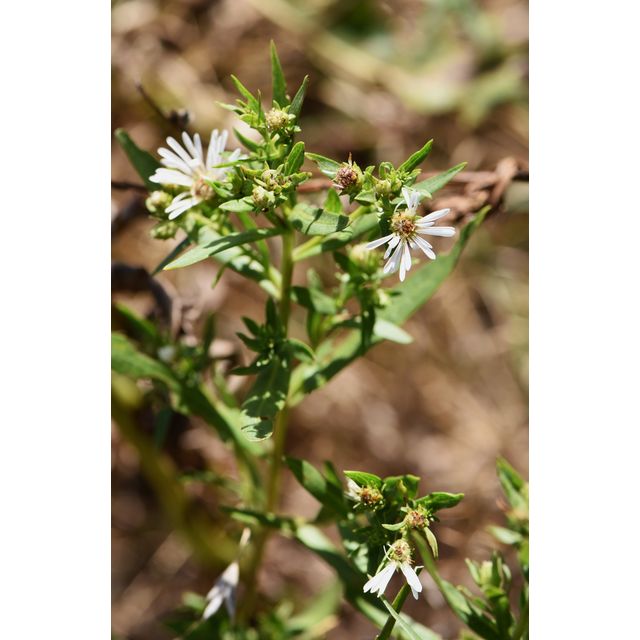 Symphyotrichum boreale