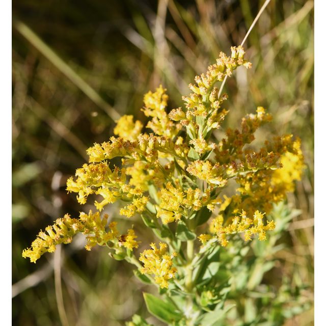 Solidago canadensis
