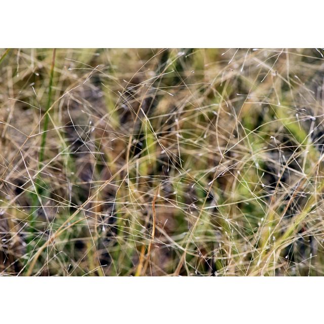 Muhlenbergia asperifolia