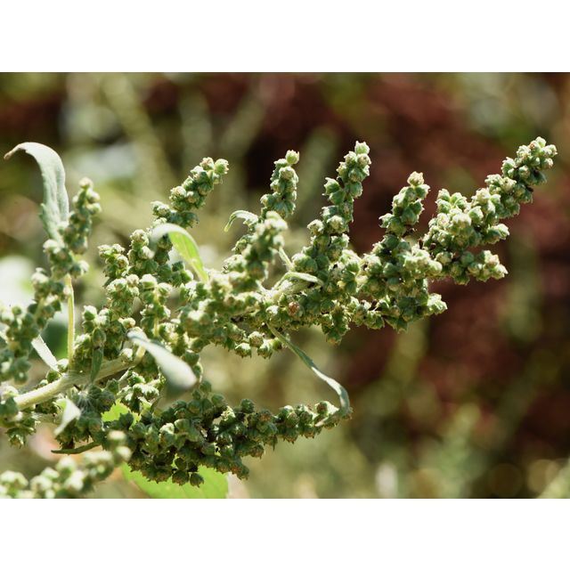 Cyclachaena xanthiifolia