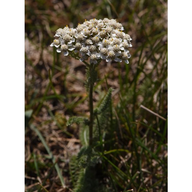 Achillea millefolium