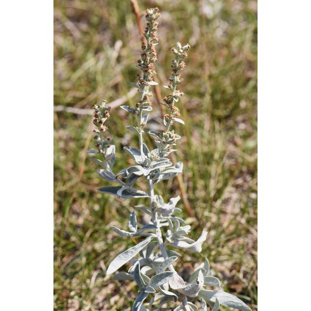 Artemisia ludoviciana