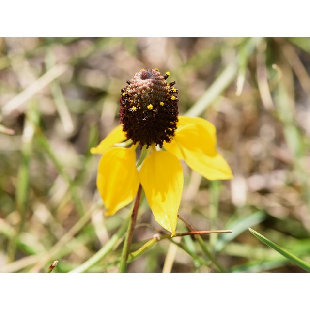 Ratibida columnifera