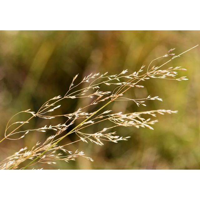 Agrostis stolonifera