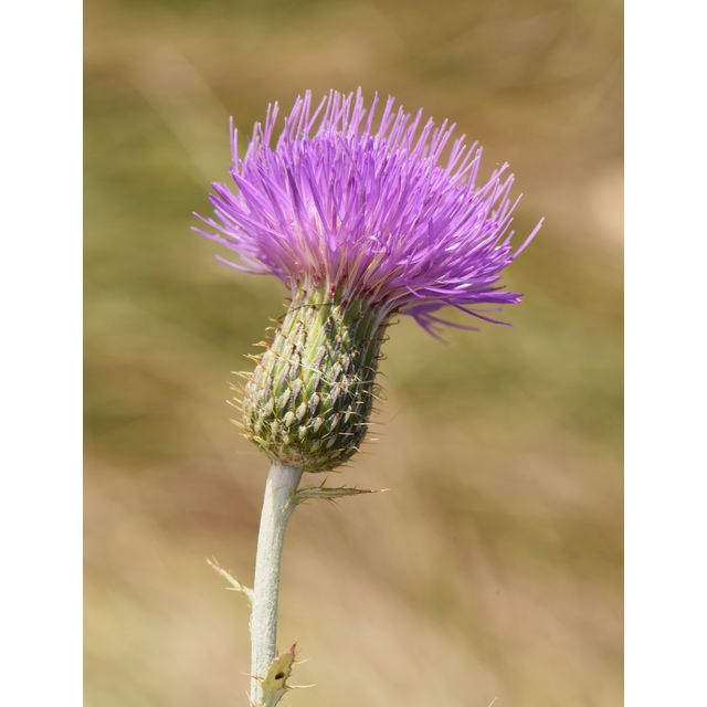 Cirsium flodmanii