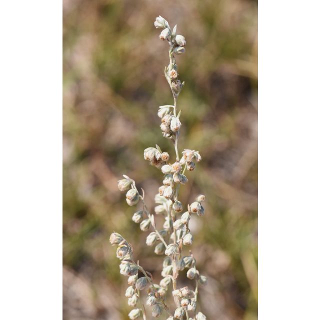 Artemisia frigida