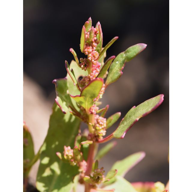 Chenopodium rubrum