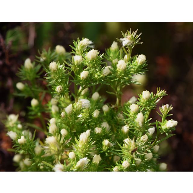 Symphyotrichum ciliatum