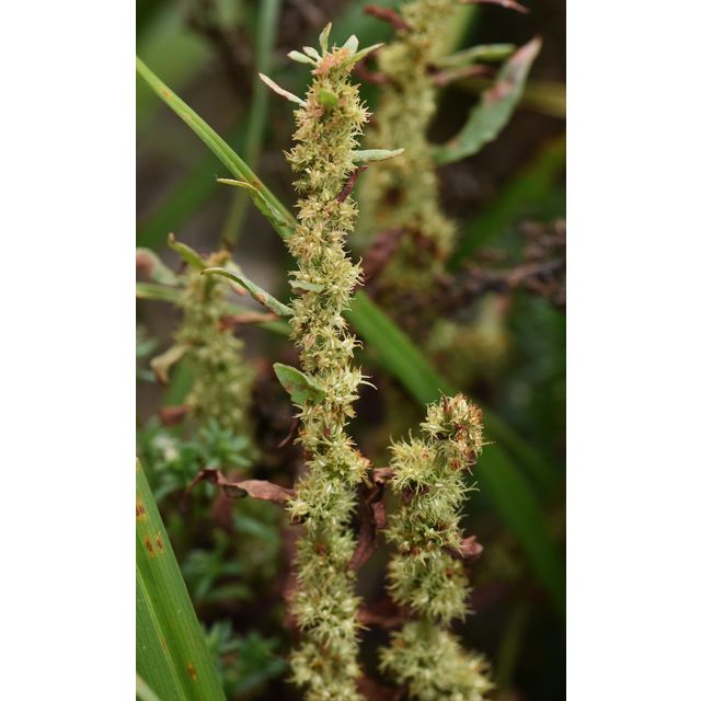 Rumex maritimus