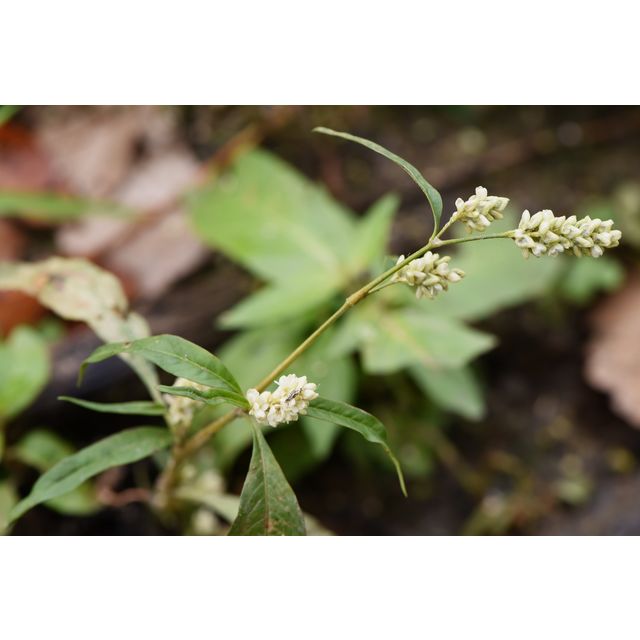Polygonum pensylvanicum