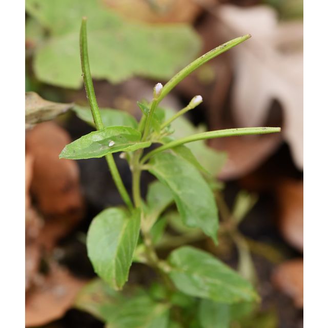 Epilobium ciliatum