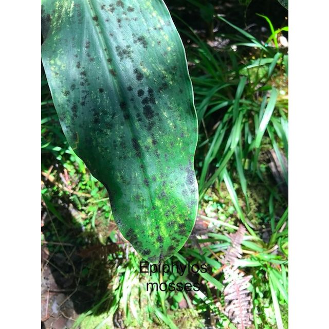 Epiphyllous bryophyte