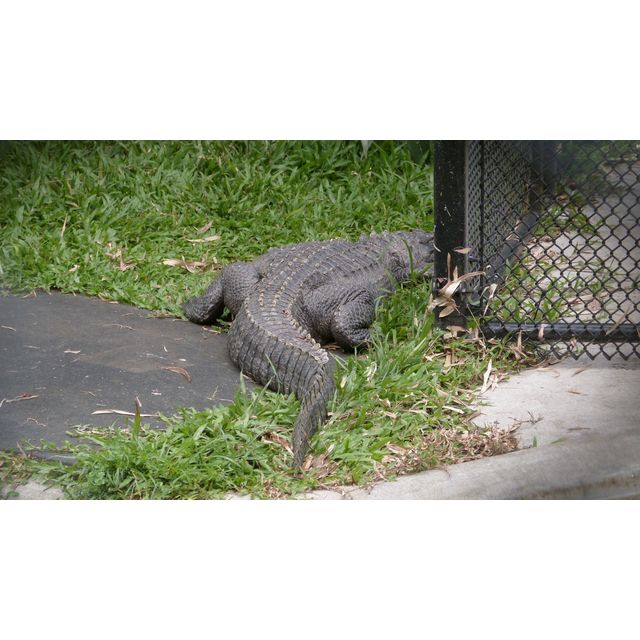 cf. Alligator mississippiensis