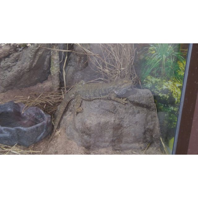 cf. Pogona vitticeps