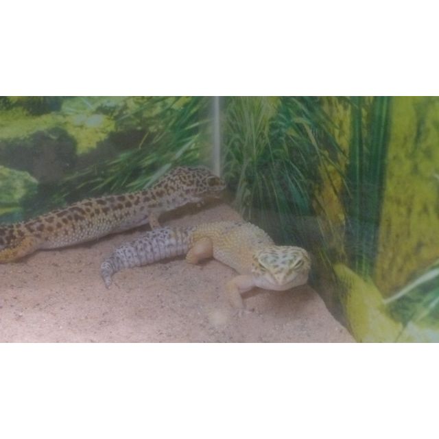 cf. Eublepharis macularis