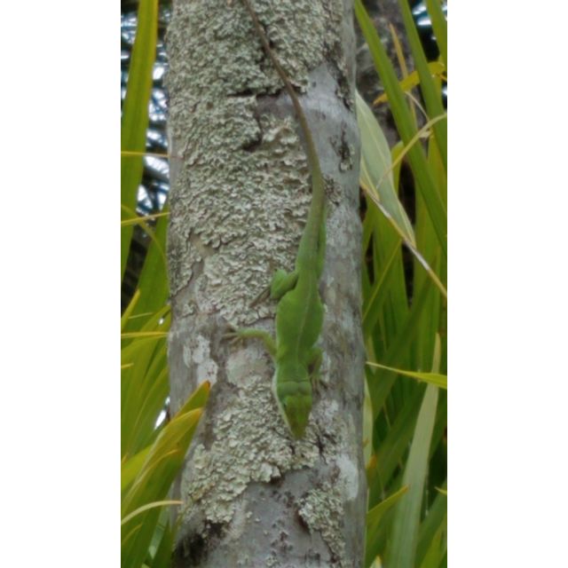 Anolis carolinensis