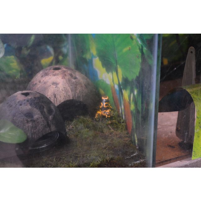 Dendrobates leucomelas