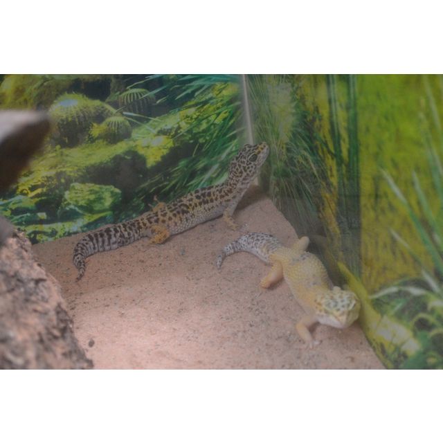 cf. Eublepharis macularis