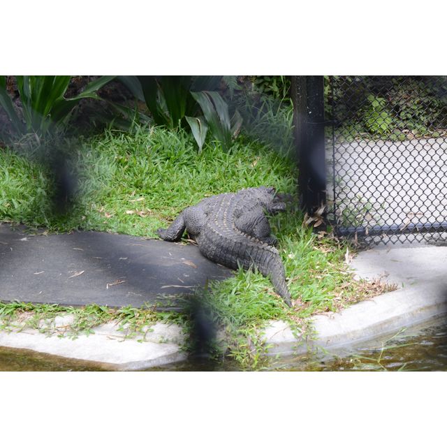 cf. Alligator mississippiensis