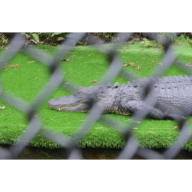 cf. Alligator mississippiensis