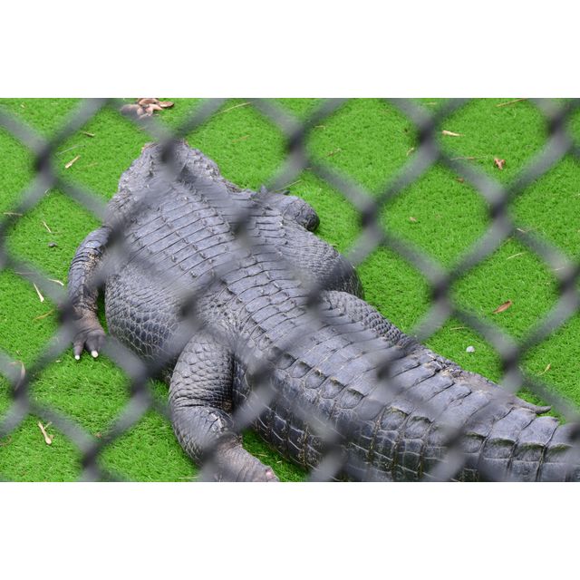 cf. Alligator mississippiensis