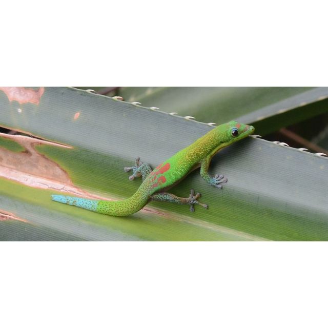 Phelsuma laticauda
