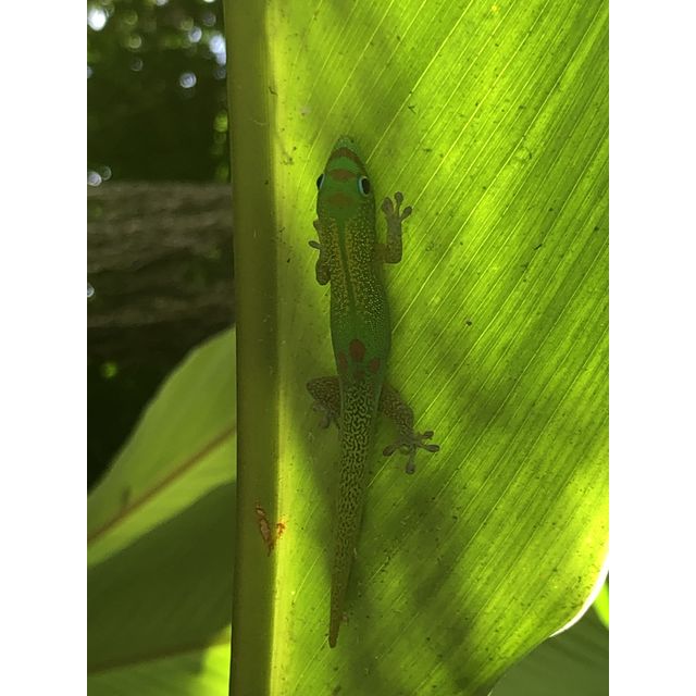 Phelsuma laticauda