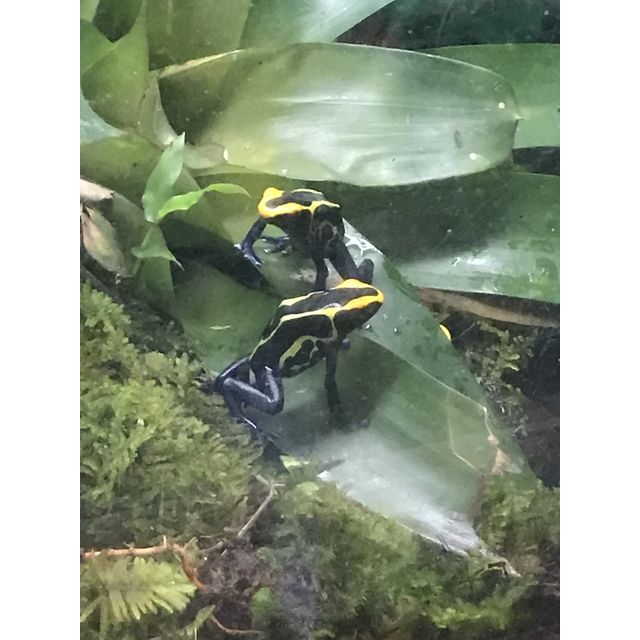 cf. Dendrobates truncatus
