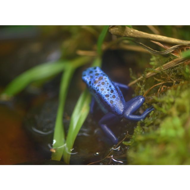 Dendrobates tinctorius
