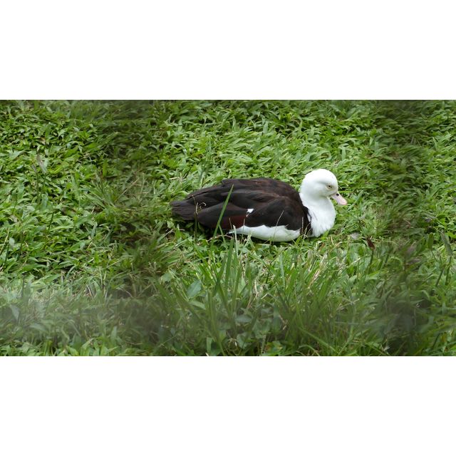 Anas platyrhynchos domesticus