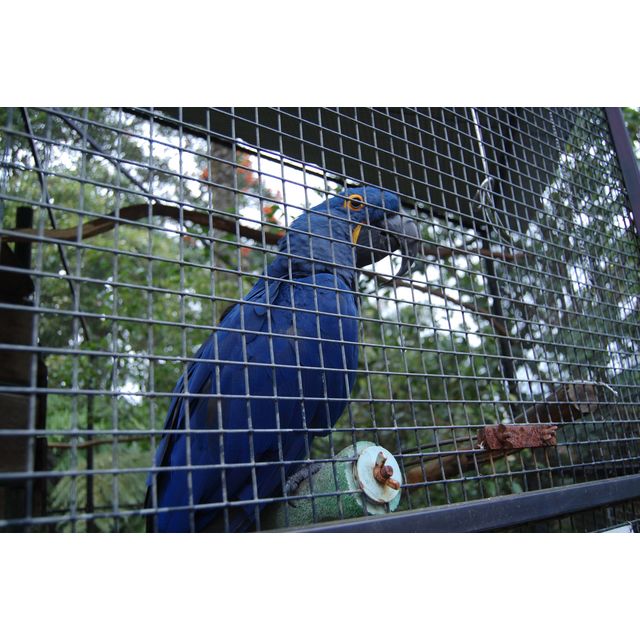 Anodorhynchus hyacinthinus