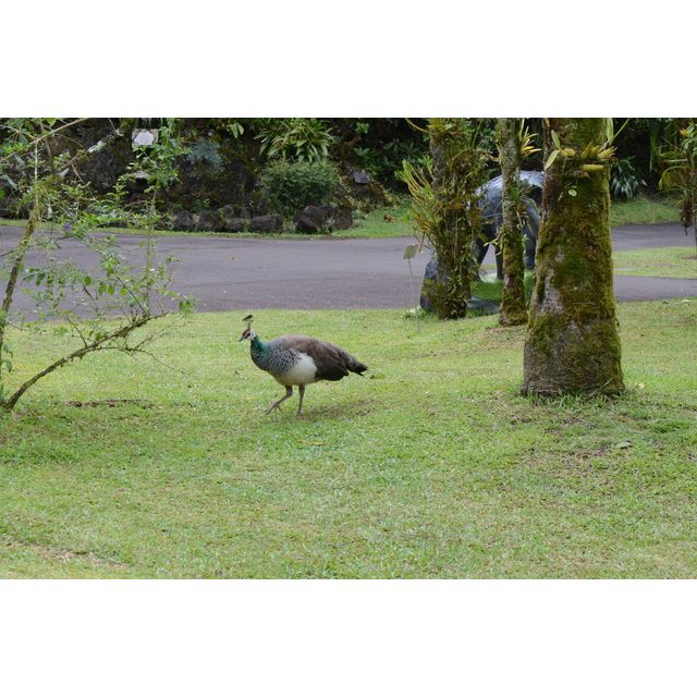 Pavo cristatus