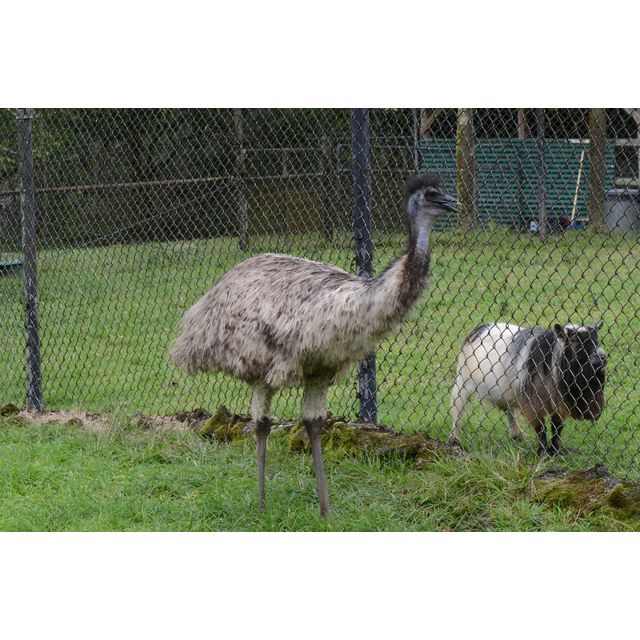 Dromaius novaehollandiae