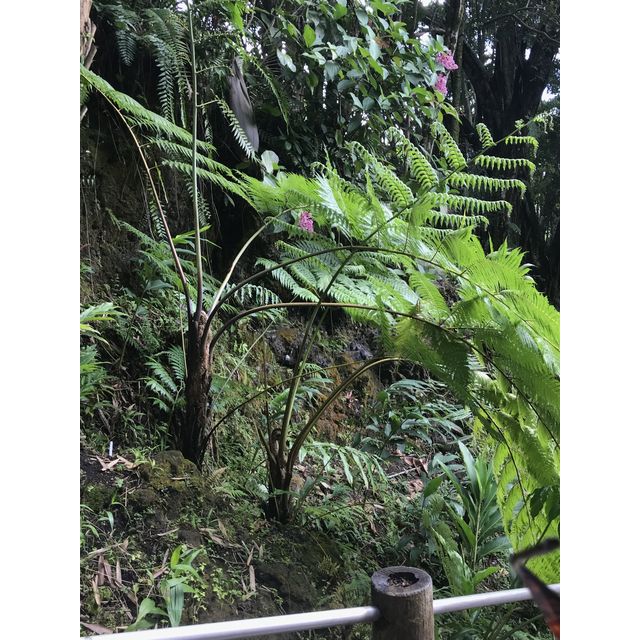 fern at botanical garden