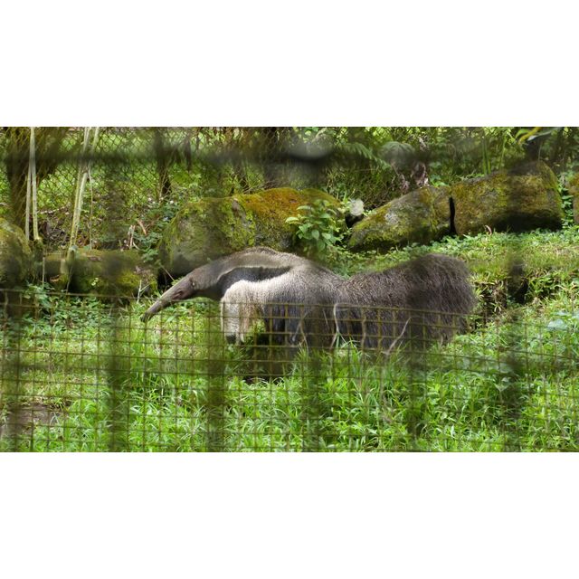 Myrmecophaga tridactyla