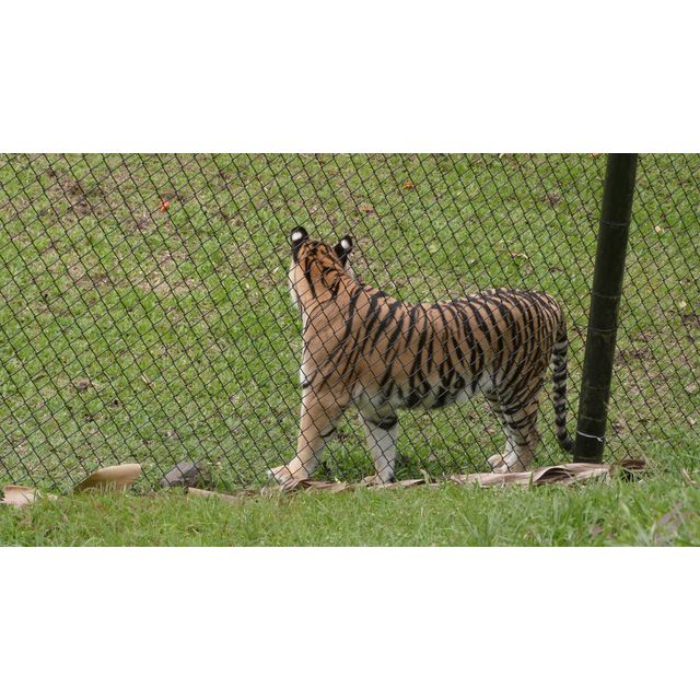 Panthera tigris tigris