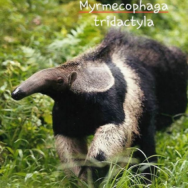 Myrmecophaga tridactyla