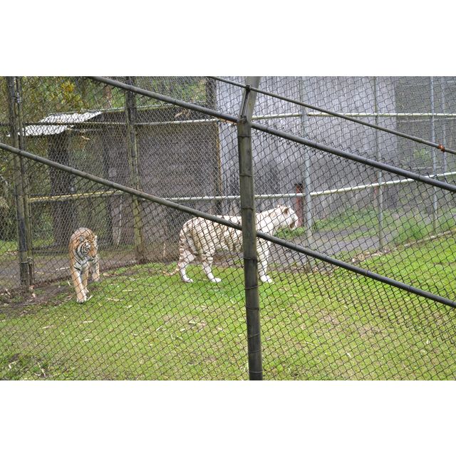 Panthera tigris tigris