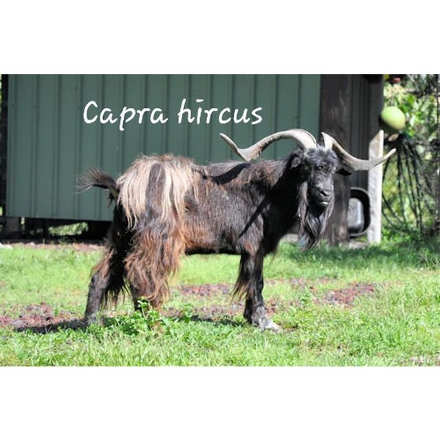 Capra hircus